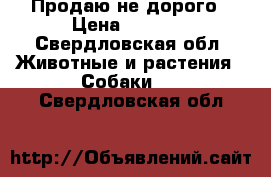 Продаю не дорого › Цена ­ 5 000 - Свердловская обл. Животные и растения » Собаки   . Свердловская обл.